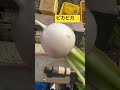 カブ洗い機 農業youtuber 福岡 農家 農業女子 水上ファーム 秋野菜