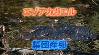 「閲覧注意」エゾアカガエル　集団産卵　鳴き声