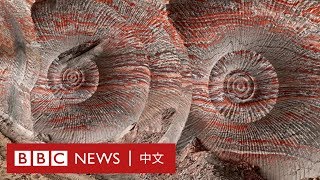 「人類紀」— 地球已進入由人類主導的新地質時代 － BBC News 中文