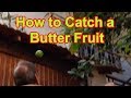 How to Catch a Butter Fruit