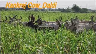 || ડાલડી ની ગાયો || કાંકરેજ ગાયો-ડાલડી || Sikotar Dham Daldi || Kankrej Cow Video ||