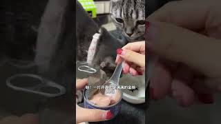 金枪鱼罐头，我香得我也好想吃啊寻逆金枪鱼猫罐头 猫主食罐 猫罐头推荐 猫罐头