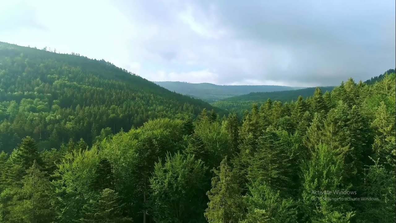 Forest Drone Footage Full Hd Free Copyright Nature Drone Shots Free