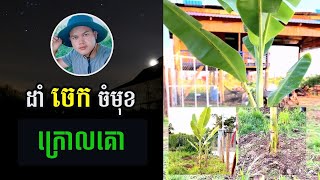 ចេកក្រមួន ដាំមុខក្រោលគោ - Farming life Videos 2022