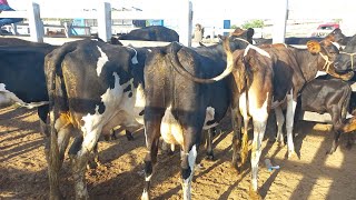 Feira de vaca de leite em Dois Riachos Alagoas 12/02/2025#nordeste