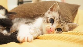 子猫を寝かしつけてた子猫がいつの間にか熟睡しちゃう。【赤ちゃん猫　保護猫】