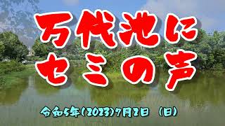 万代池にセミの声 7月2日