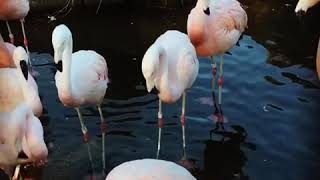 日立市かみね動物園●フラミンゴ●