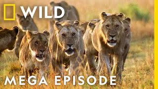 World's Deadliest MEGA EPISODE | Season 1  Episodes | Nat Geo Wild