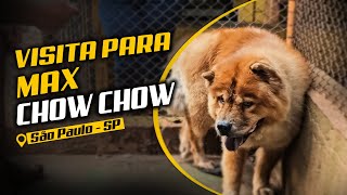 MAX, O CHOW-CHOW AGRESSIVO – REENCONTRO TENSO OU TRANQUILO?