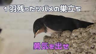 【ツバメ４K】２羽巣立ち後の残った雛の様子と巣立ち　そしてその後Swallow's nest　Fledged【ツバメの巣立ち】