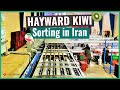 Sorting and Grading Iranian Kiwi for Export | EXIM Asian International Trading Group