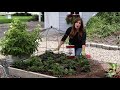 how to use holly tone plant food 🌸 garden answer