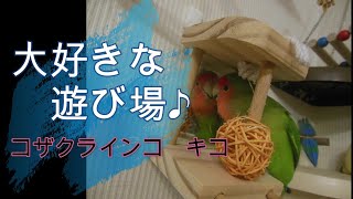 【大好きな遊び場で遊ぶキコ♪】好奇心旺盛なコザクラインコ。よろしくお願いします♬