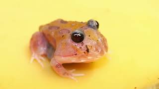 #frog #pets #animals Pacman frog care video