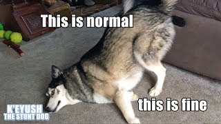 Key The Husky Making You Laugh! Subtitled! TRY NOT TO LAUGH!