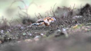 Sneeuwgors Snow Bunting Plectrophenax Nivalis