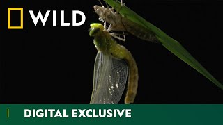 From Nymph to Wings: The Dragonfly Life Cycle | Asia’s Weirdest | National Geographic Wild UK