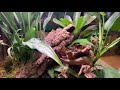 how to set up an amazon milk frog bioactive terrarium with the dude