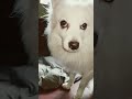 send this to someone doglover funny memes cute dog pets cutedog sendit tiktok samoyed shorts