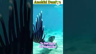 #Shorts#Anokhi Duniya#The Real Mermaid#Viral Video