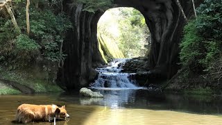 ロクさんと亀岩の洞窟を見に行ってきました Kameiwa cave \u0026 Roku 20220408 濃溝の滝