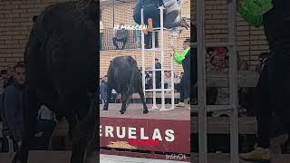 #toros #losmejores100torosriogrande #toro #tradiciones #animals #torosdel13 #torosdereparo