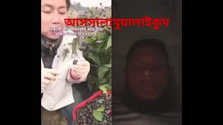 আসসালামুয়ালাইকুম কেমন আছেন