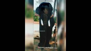 Chulliparambil Vishnu Shankar ☺️🔥 | Kerala Popular Elephants | Short Videos | Reel