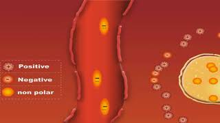 Pharmacokinetics: Volume Of Distribution animation video