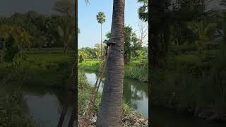 Traditional Palm Toddy Collection in a Village near Kollengode, Palakkad