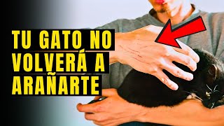 ¿Tu Gato Te Araña 10 Formas De Entrenar a Los Gatos Para Evitar Rasguños