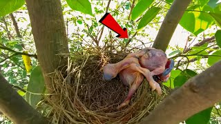 Cuckoo bird fell while dropping the other baby @AnimalsandBirds107