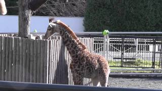 2011年11月20日　円山動物園　マサイキリン一家