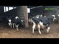 20 Hol/Fr In Calf Heifers