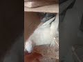 White Attacks on Human | Birds eating a bird | Pelican attacks on pigeon #shorts