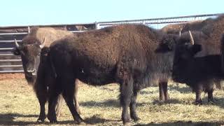 Clearwater Ranch - Yearling Heifers