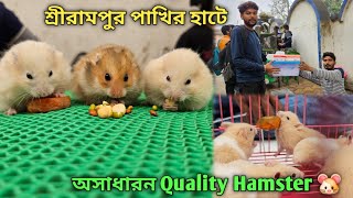 Serampore Pet Market 💥| Recent Hamster Price Update🔥 | Premium Quality Hamster, Mice Etc.🔥