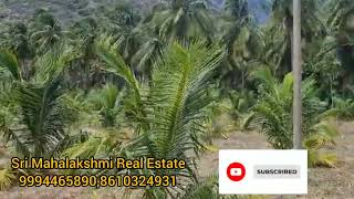 304) Udumalpet South 4.16 Acres Coconut Farm |#srimahalakshmirealestate