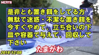 【多摩川猫・置き餌不潔ﾃﾞｽ】せい子・ちゅーるだけ【小雪のお散歩にお付き合い】