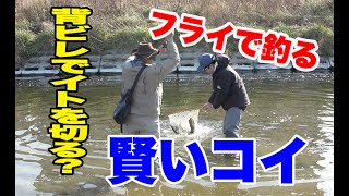 背ビレでイトを切る？賢いコイ　carpfishing in Tokyo