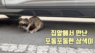 집앞 길냥이에게 캐나다에서 가져온 간식 줬더니 폭풍흡입했어요