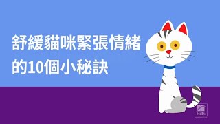 舒緩貓咪緊張情緒的 10 個小秘訣 | 希爾思寵物營養