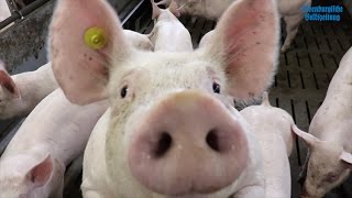 OV-Videoserie Hofblick Teil 2: Schweinemast