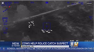 Bovine PD? Cows Lend A Hoof Corralling Suspected Car Thief