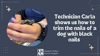 How to safely trim the nails of a dog with black nails without cutting the sensitive quick