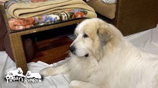 TVに映る自分の姿を興味深く観察するアランです　Great Pyrenees　グレートピレニーズ