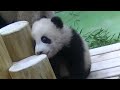 アドベンチャーワールド　良浜ﾏﾏ🐼に　抱っこしてもらう　結浜ちゃん🐼 2017 01 28