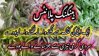 How To Grow Permanent Plants From  cuttings /Hanging Plants Growing