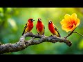 relaxing piano u0026 nature sounds bird songs u0026 no ads for sleeping studying u0026 focus